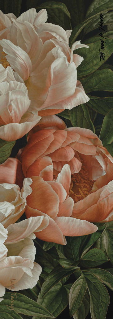 Coral Peony 1
