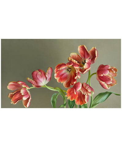 Clown Amaryllis