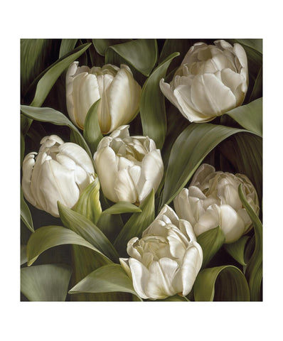White Peony Tulip