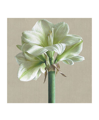 Clown Amaryllis