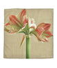 Amaryllis