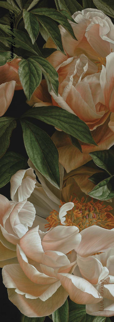 Coral Peony 2