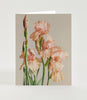 Iris Pink Charm