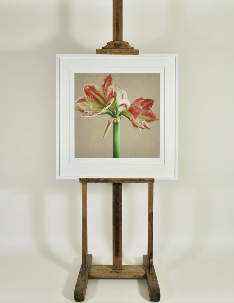 Clown Amaryllis  
