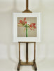 Clown Amaryllis  