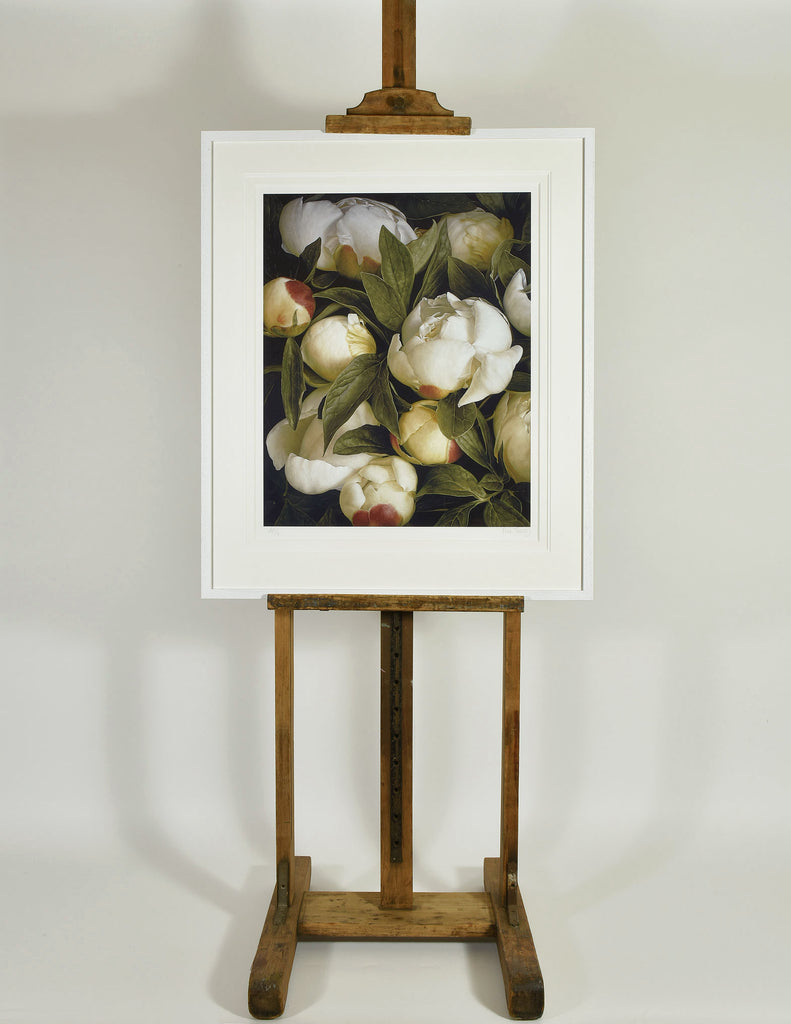 Duchess Peony
