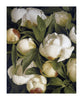 Duchess Peony AP