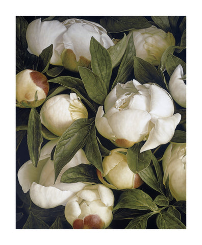 Tulipa Casablanca AP