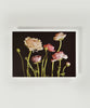 Pink Ranunculus