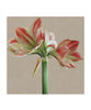 Clown Amaryllis  