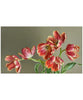 Parrot Tulips