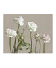 Ranunculus Picotee