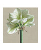 White Amaryllis