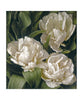 White Peony Tulip AP