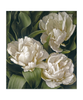 White Peony Tulip