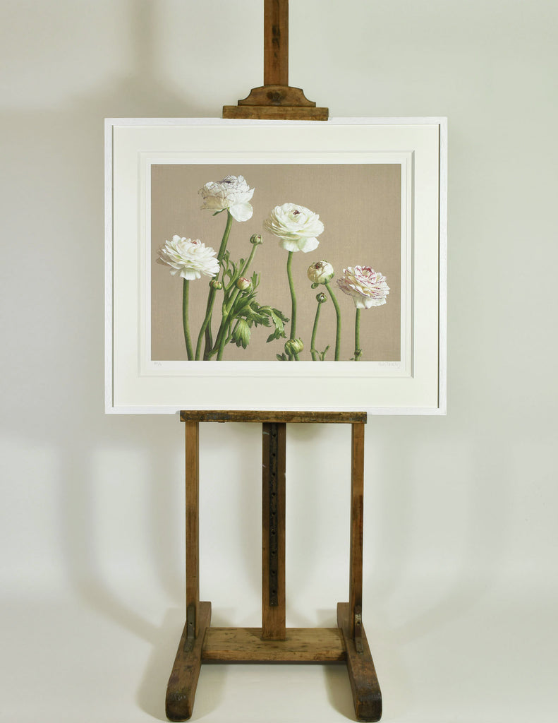 Ranunculus Picotee