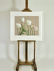 Ranunculus Picotee