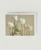 Ranunculus Picotee