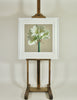 White Amaryllis