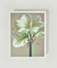White Amaryllis